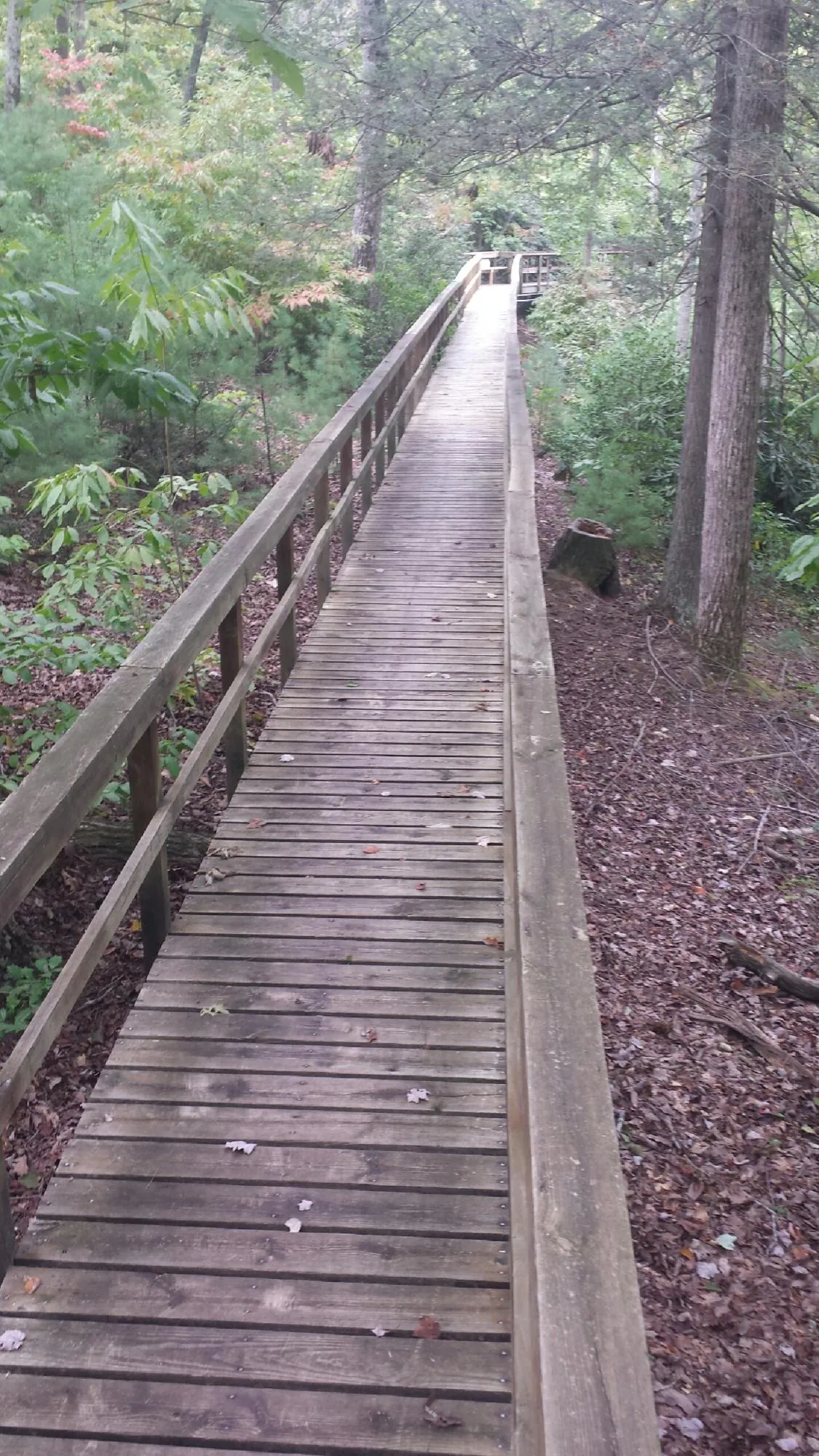 Long wood walkway with handrails built through the woods in Borup